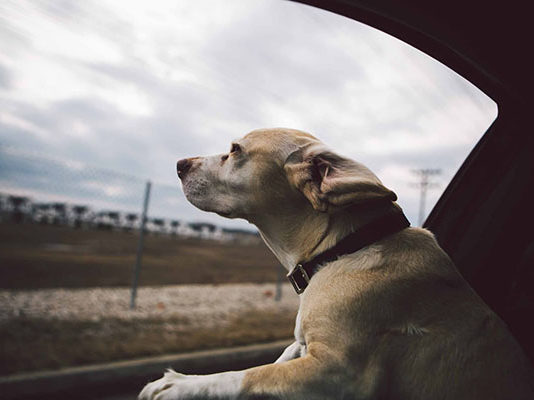 Viaggiare con il Cane